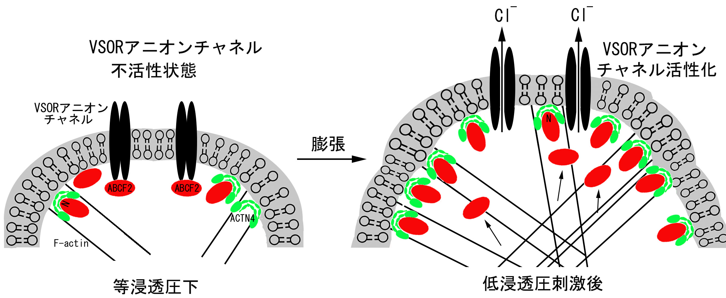 教員詳細 -鈴鹿医療科学大学 シーズ集